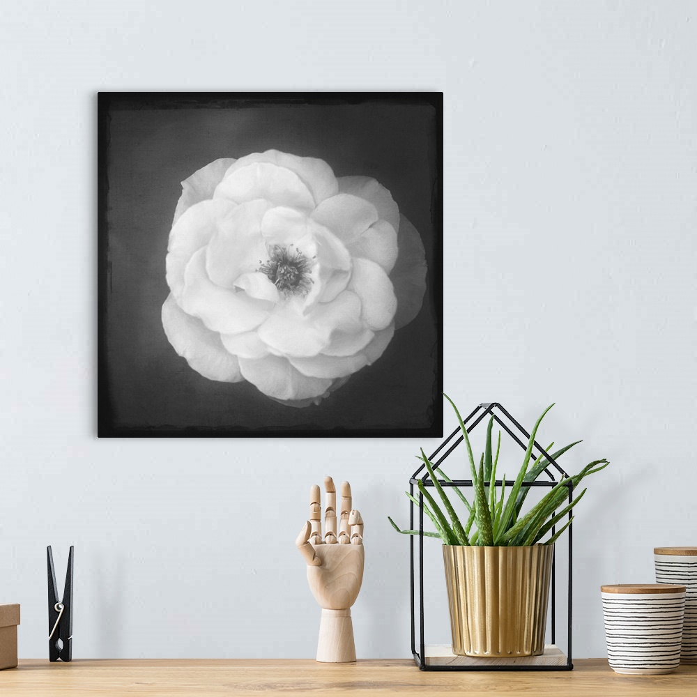 A bohemian room featuring Close up of a rose in black and white with a photo texture