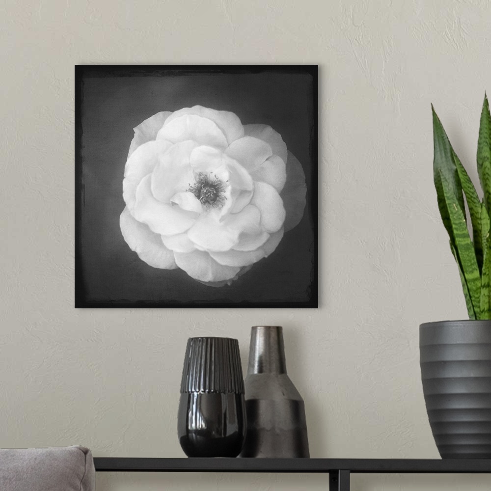A modern room featuring Close up of a rose in black and white with a photo texture