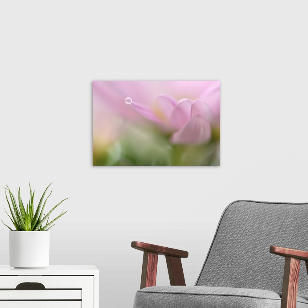 A modern room featuring A macro photograph of a water droplet sitting on the edge of a pink flower petal.