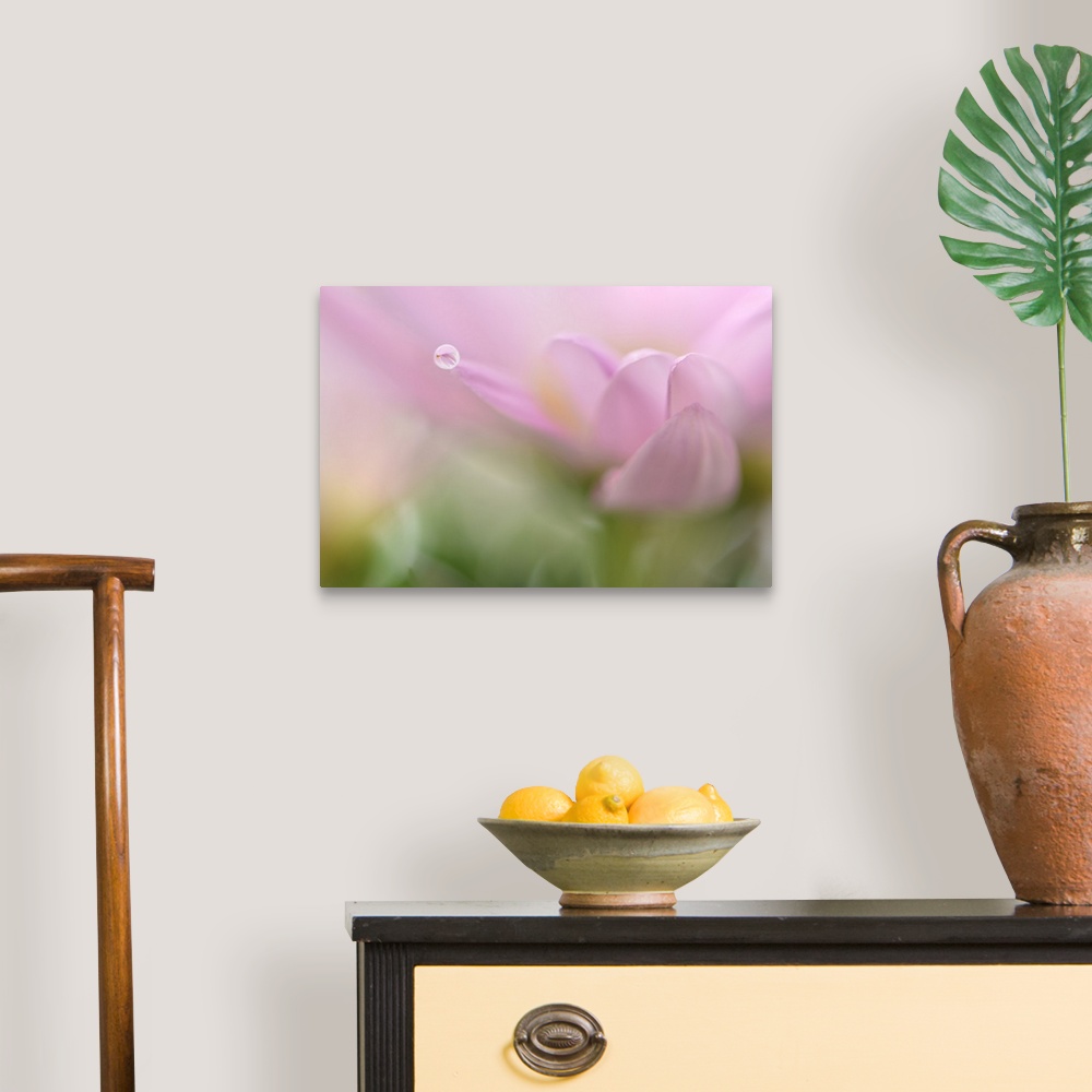 A traditional room featuring A macro photograph of a water droplet sitting on the edge of a pink flower petal.