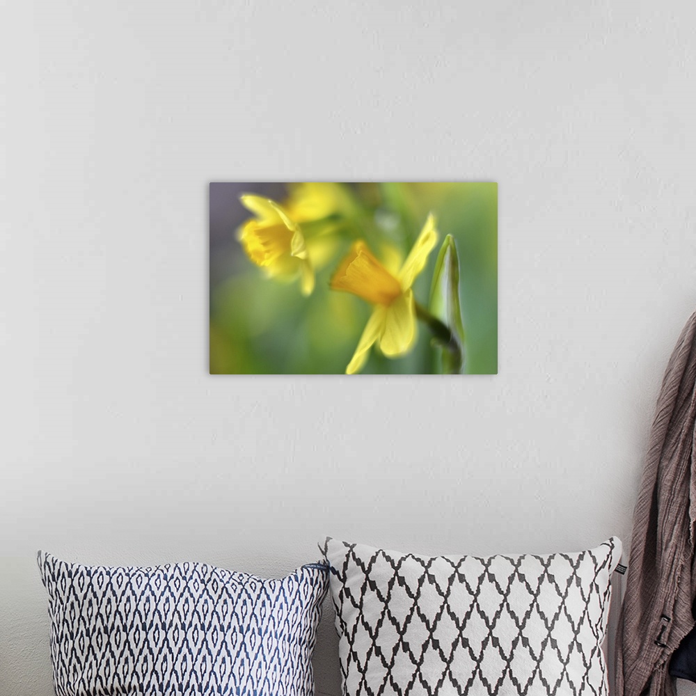 A bohemian room featuring A macro photograph of daffodils.