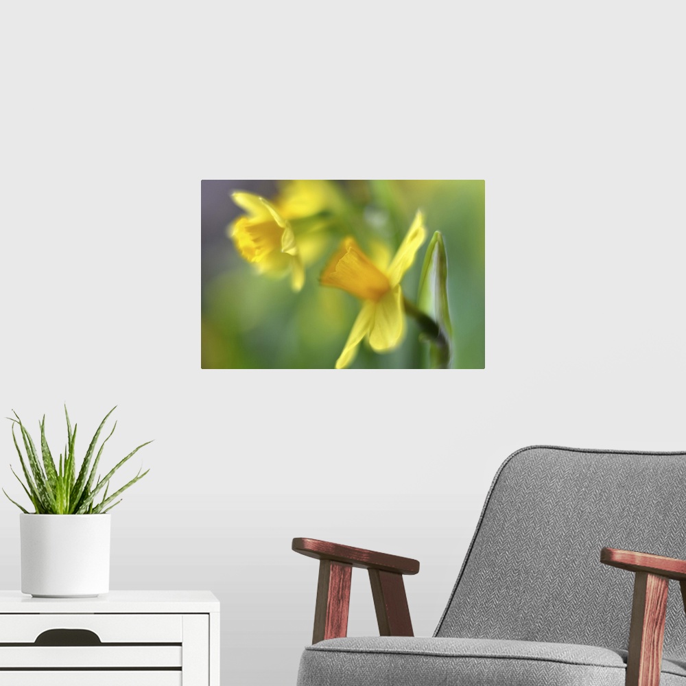 A modern room featuring A macro photograph of daffodils.