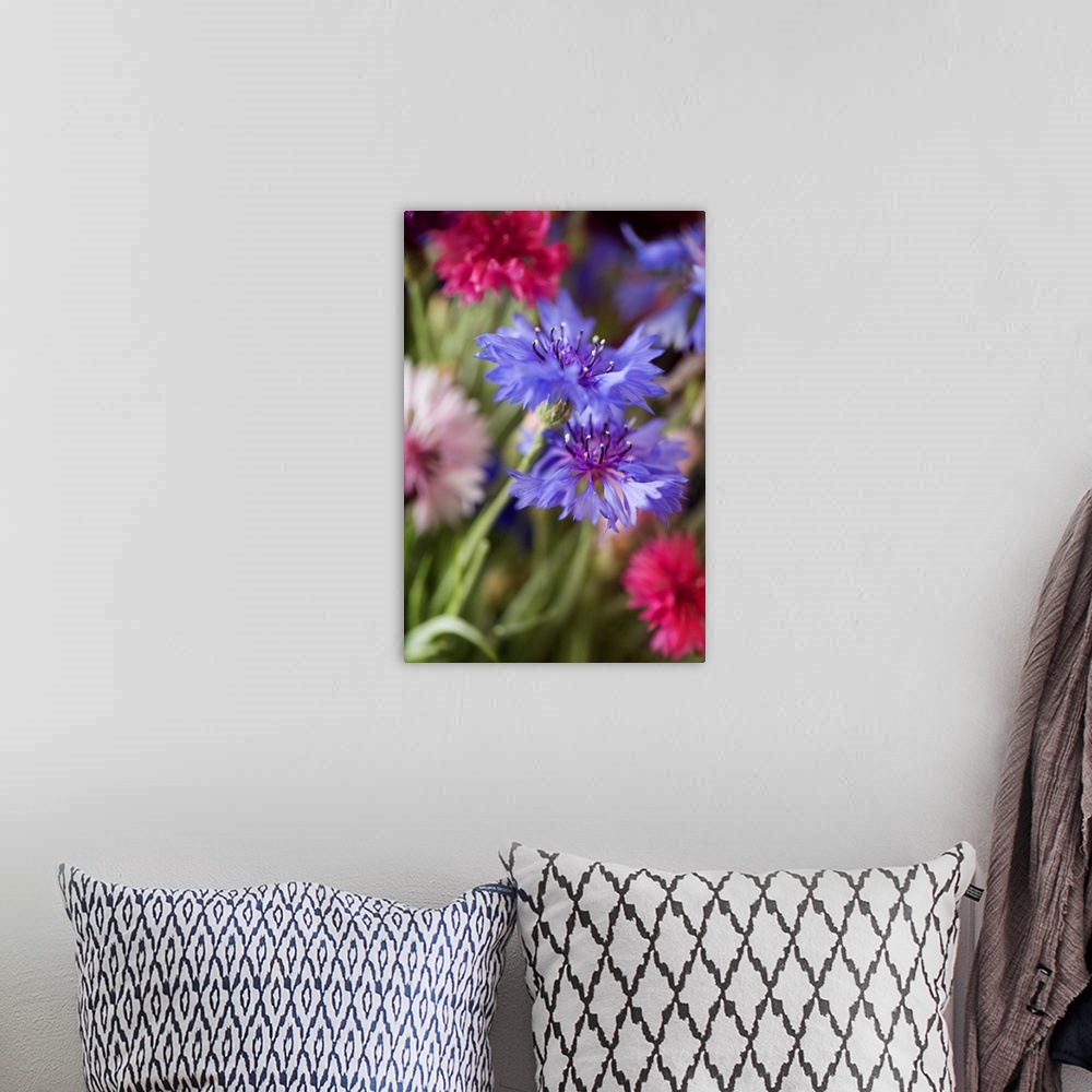 A bohemian room featuring Close up on small colorful flowers