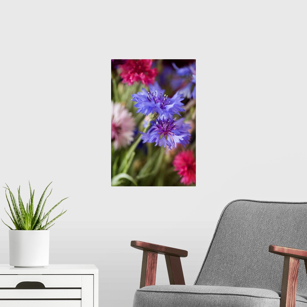 A modern room featuring Close up on small colorful flowers