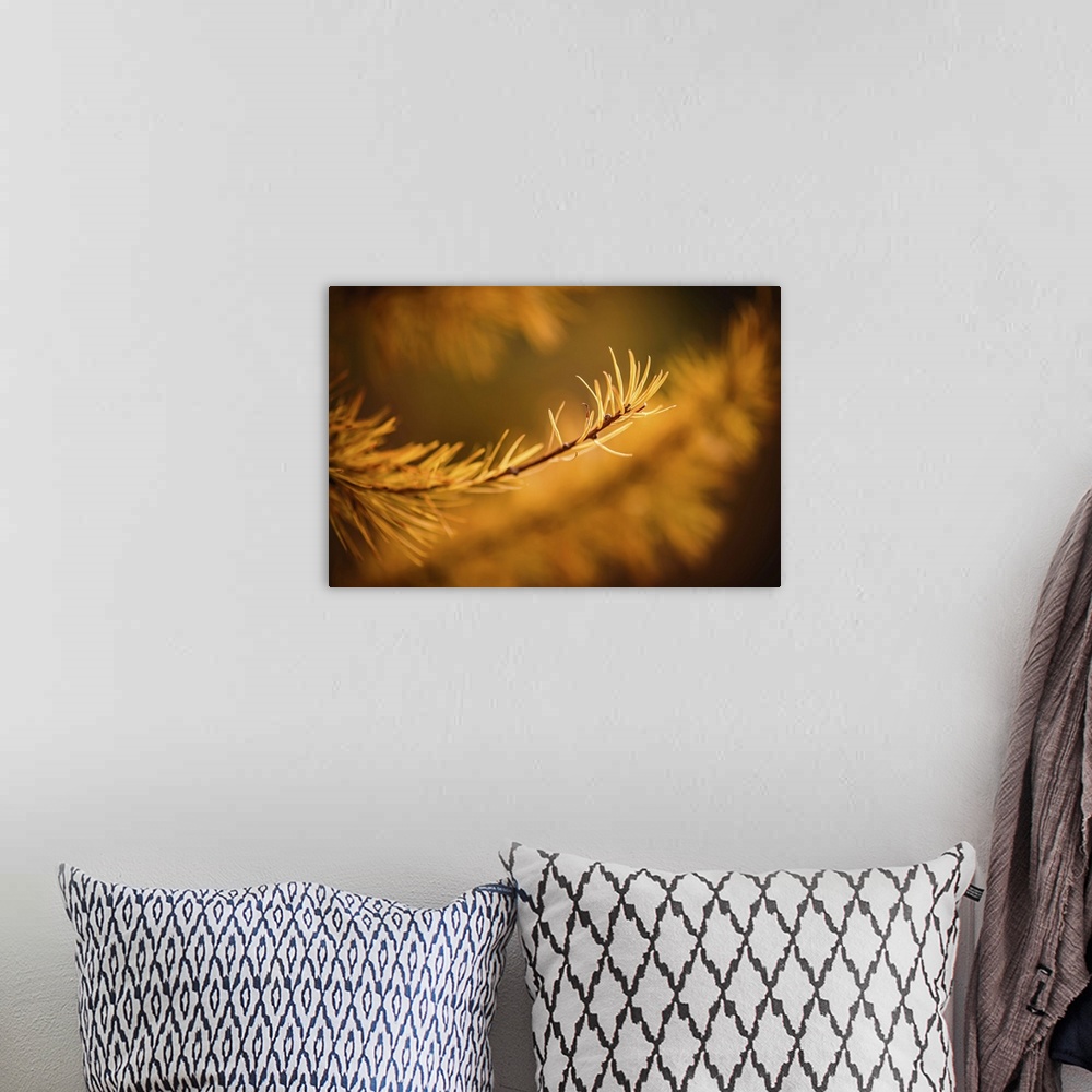 A bohemian room featuring Closeup of the tip of an alpine larch tree branch, gold, in the mountains.