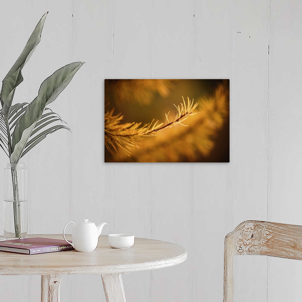 A farmhouse room featuring Closeup of the tip of an alpine larch tree branch, gold, in the mountains.