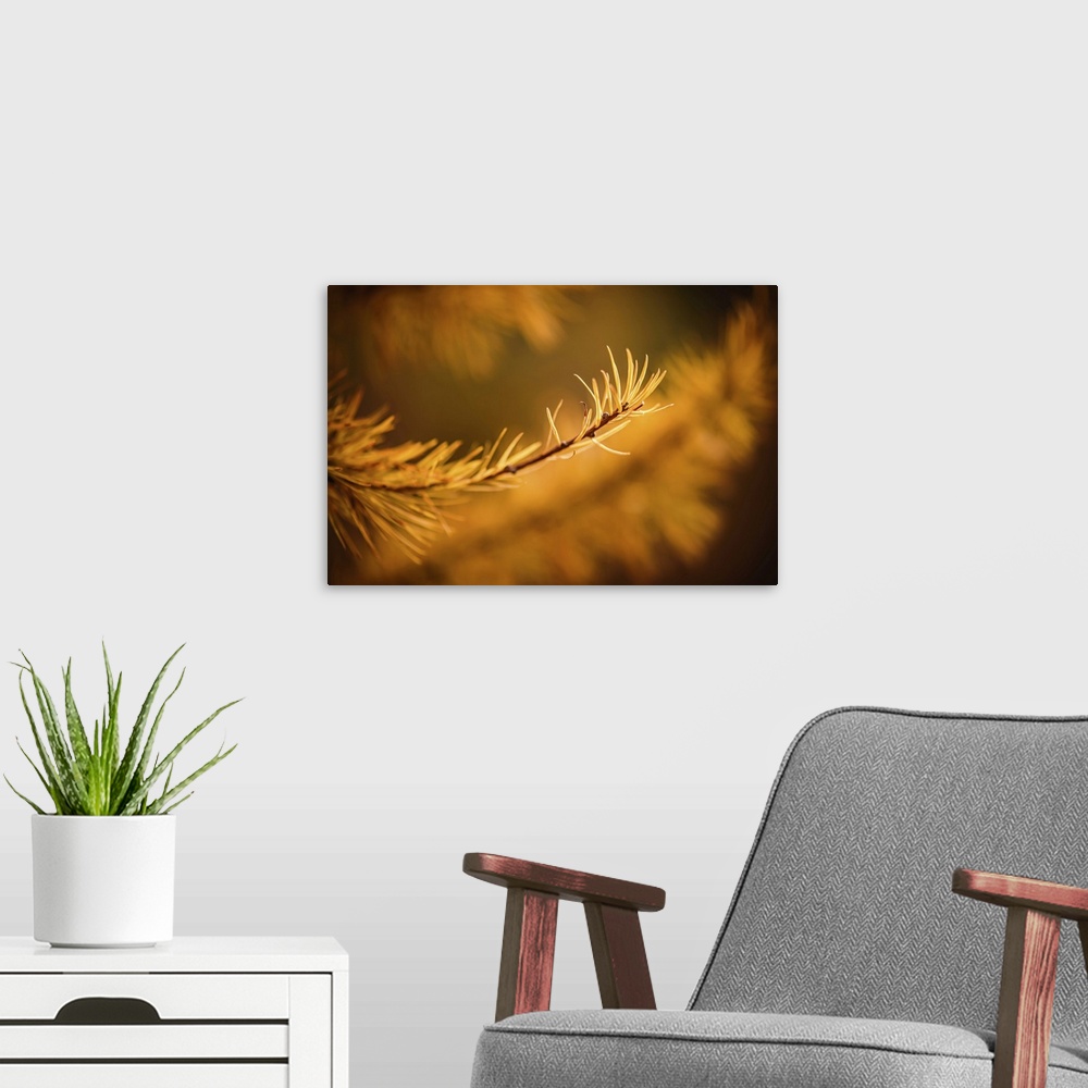 A modern room featuring Closeup of the tip of an alpine larch tree branch, gold, in the mountains.