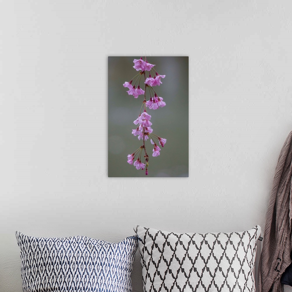 A bohemian room featuring Fine art photograph of delicate pink cherry blossoms.
