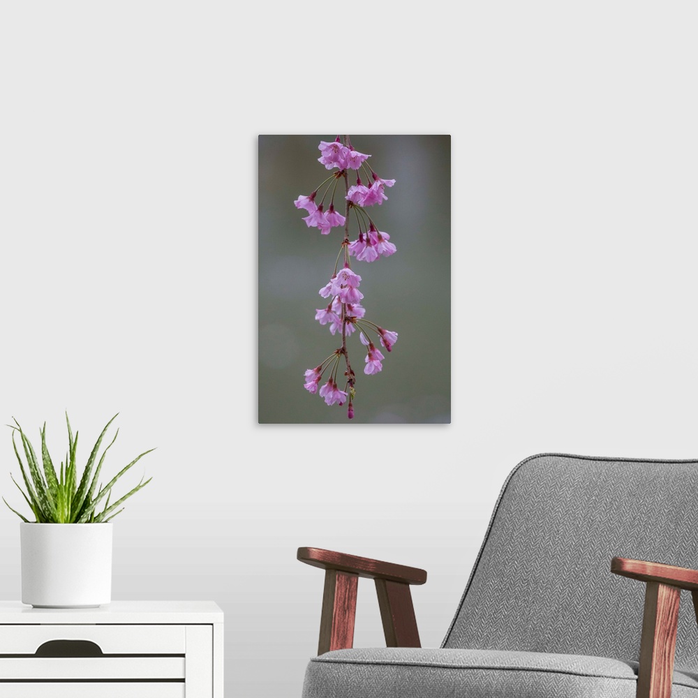 A modern room featuring Fine art photograph of delicate pink cherry blossoms.