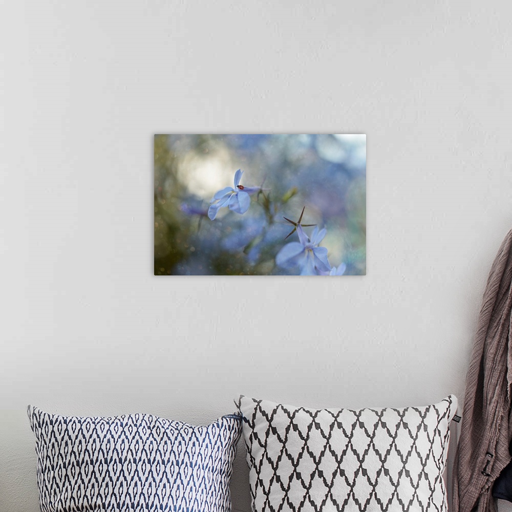 A bohemian room featuring Dreamlike photograph of a ladybug on a blue flower petal with a dreamy bokeh background.