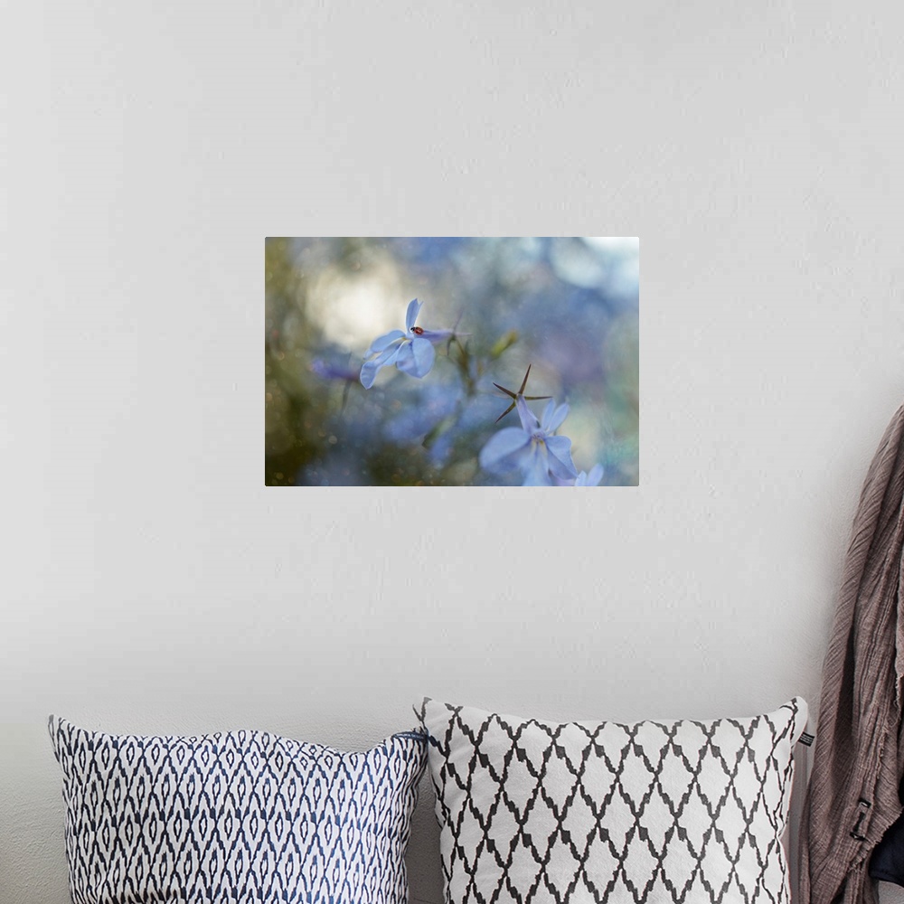 A bohemian room featuring Dreamlike photograph of a ladybug on a blue flower petal with a dreamy bokeh background.