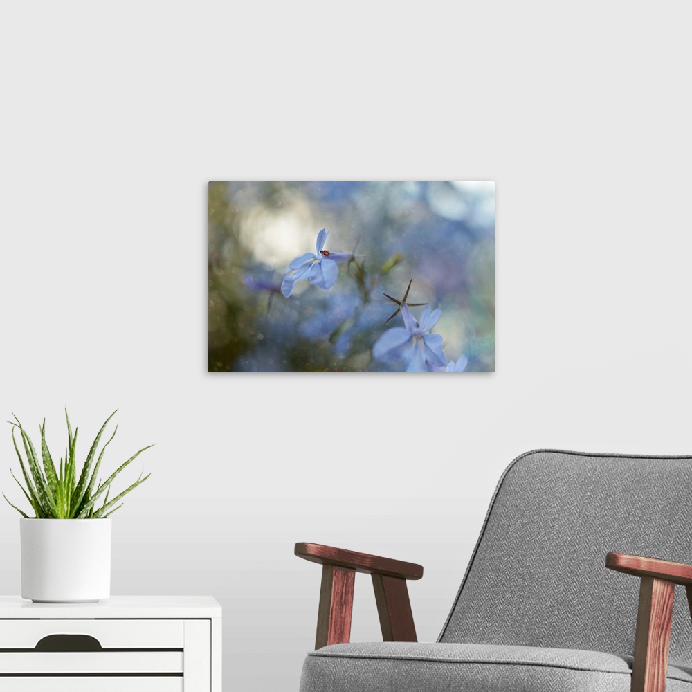A modern room featuring Dreamlike photograph of a ladybug on a blue flower petal with a dreamy bokeh background.