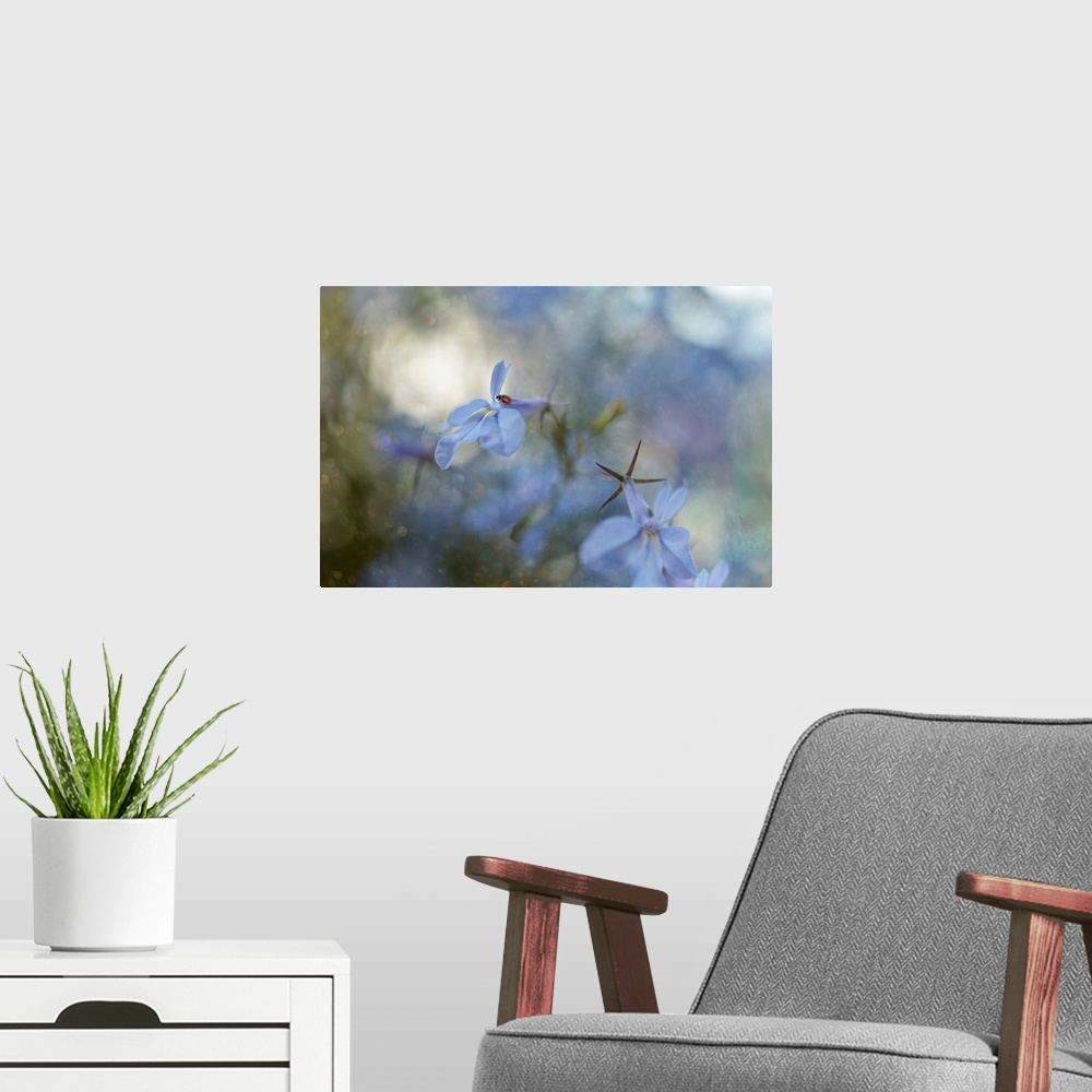 A modern room featuring Dreamlike photograph of a ladybug on a blue flower petal with a dreamy bokeh background.