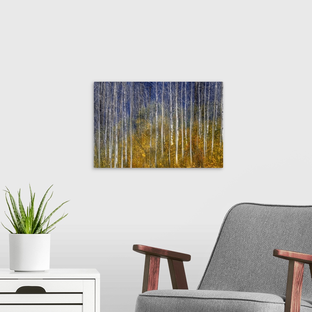 A modern room featuring Photograph of bare birch trees surrounded by colorful tree tops.