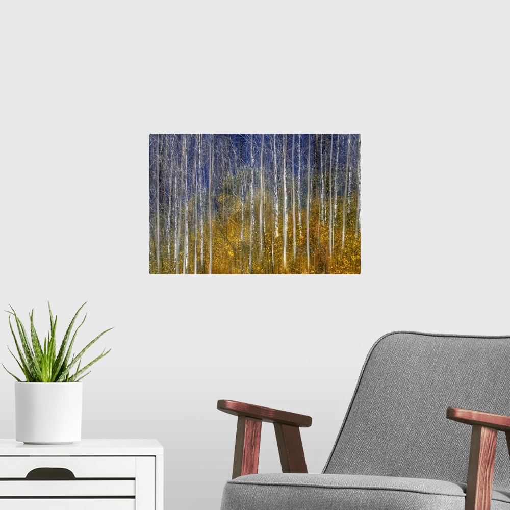 A modern room featuring Photograph of bare birch trees surrounded by colorful tree tops.