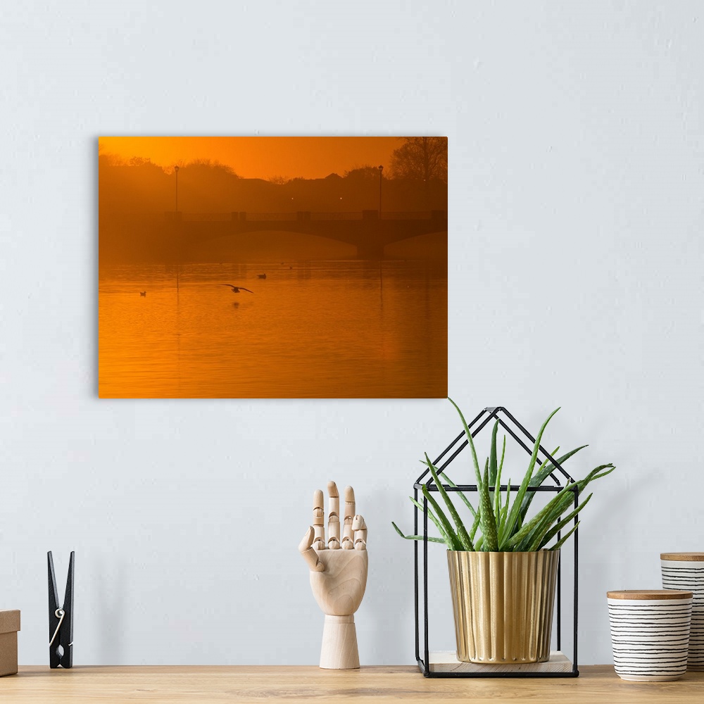 A bohemian room featuring A small flock of waterfowl approaching the water in harsh orange light from the setting sun.