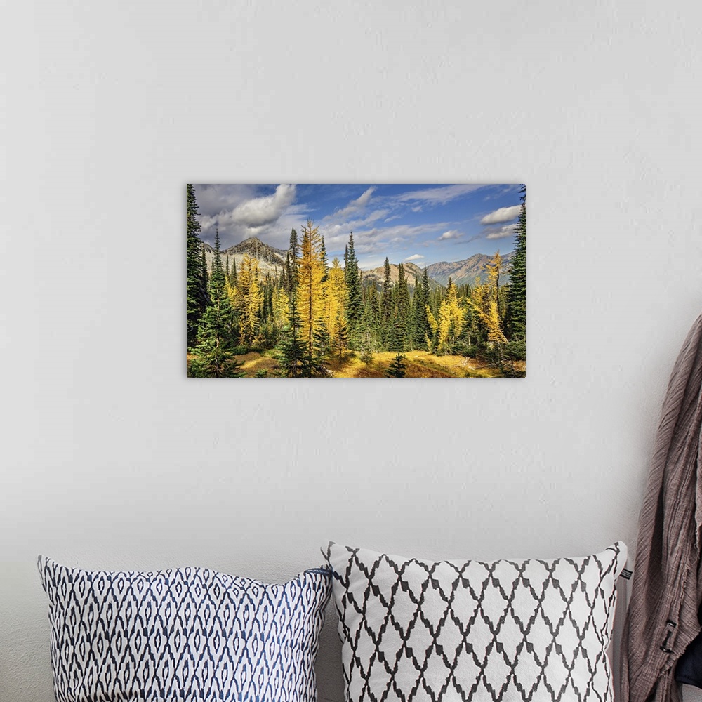 A bohemian room featuring Alpine larches and sub-alpine fir in fall in the mountains.