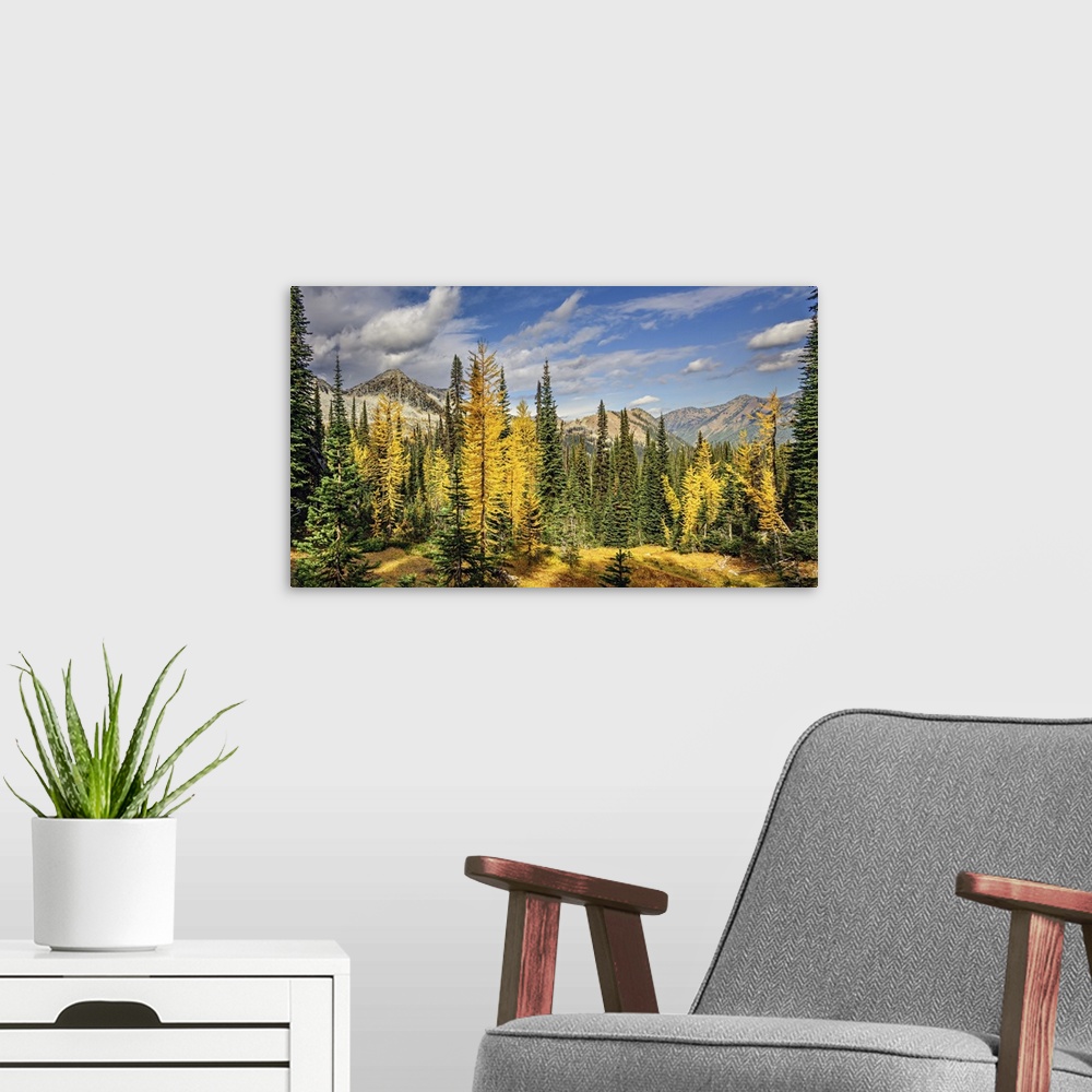 A modern room featuring Alpine larches and sub-alpine fir in fall in the mountains.