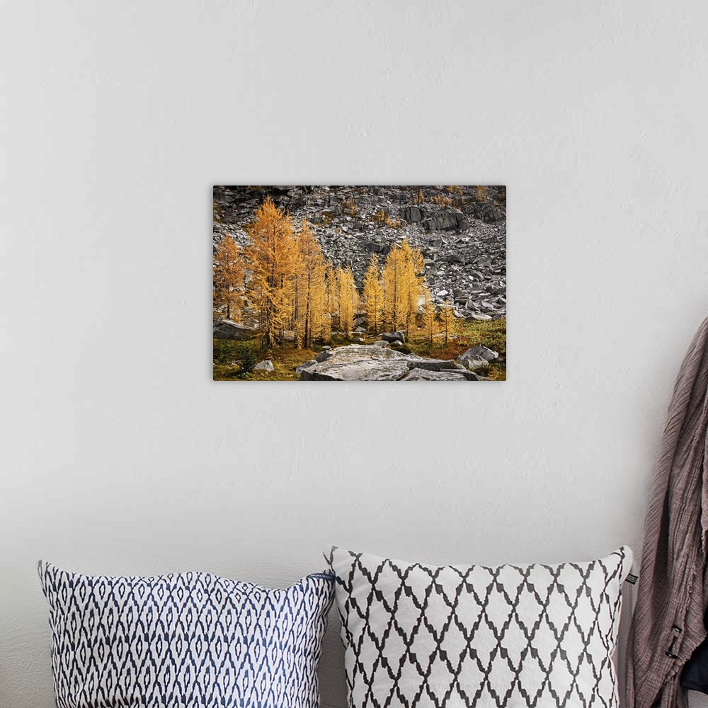 A bohemian room featuring Alpine larches close to a slide on a warm autumn afternoon in the mountains.