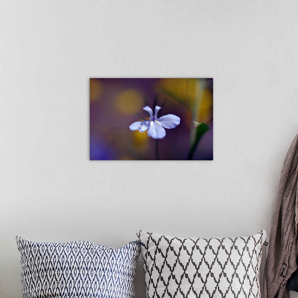 A bohemian room featuring A photograph of a white flower with a dew drop on the end of a petal.