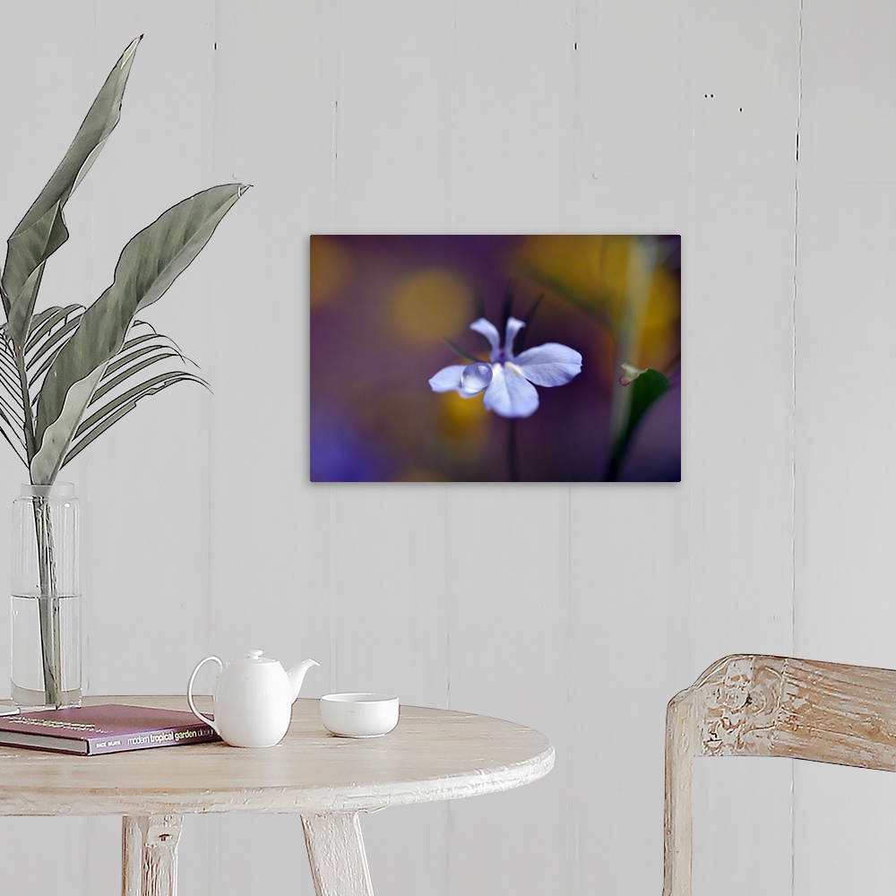 A farmhouse room featuring A photograph of a white flower with a dew drop on the end of a petal.