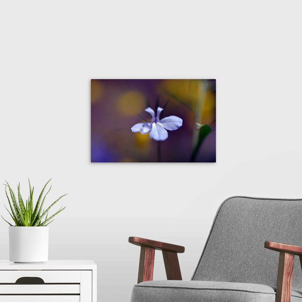 A modern room featuring A photograph of a white flower with a dew drop on the end of a petal.