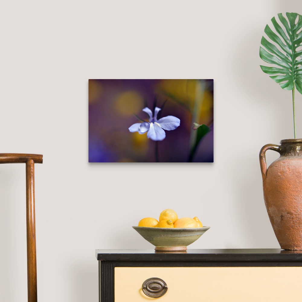 A traditional room featuring A photograph of a white flower with a dew drop on the end of a petal.