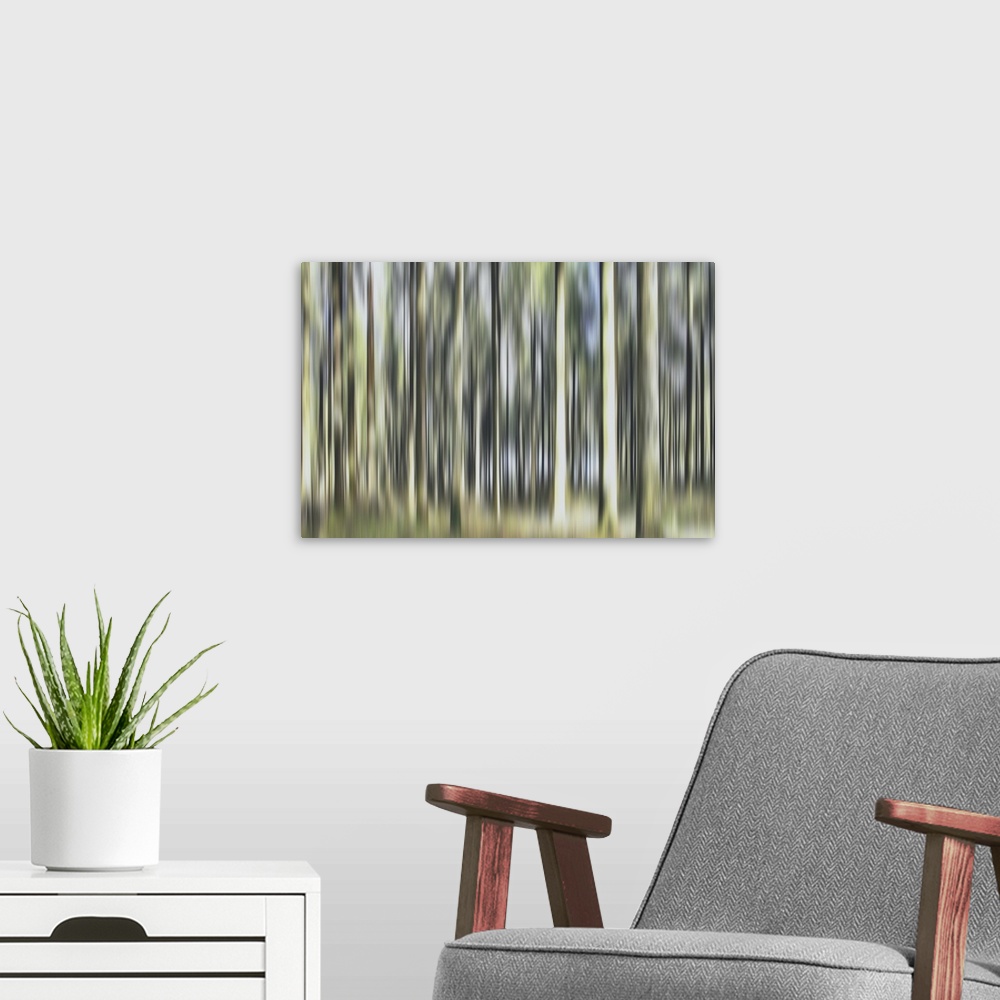 A modern room featuring An early morning walk in the forest. The sunlight is somewhat softened by the moist air. It is al...