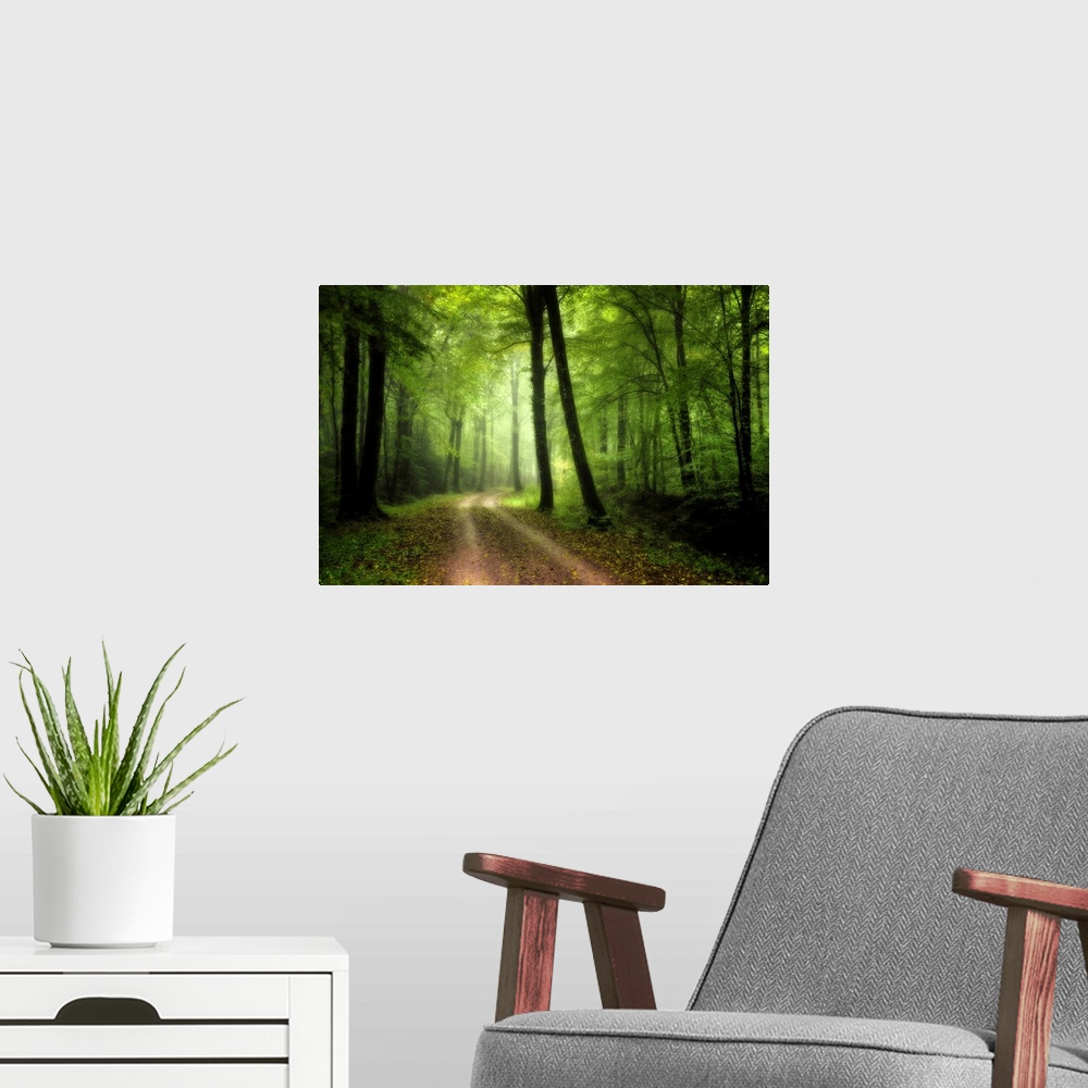 A modern room featuring Green nature path crossing the forest of Broceliande in France with big colored differents trees.