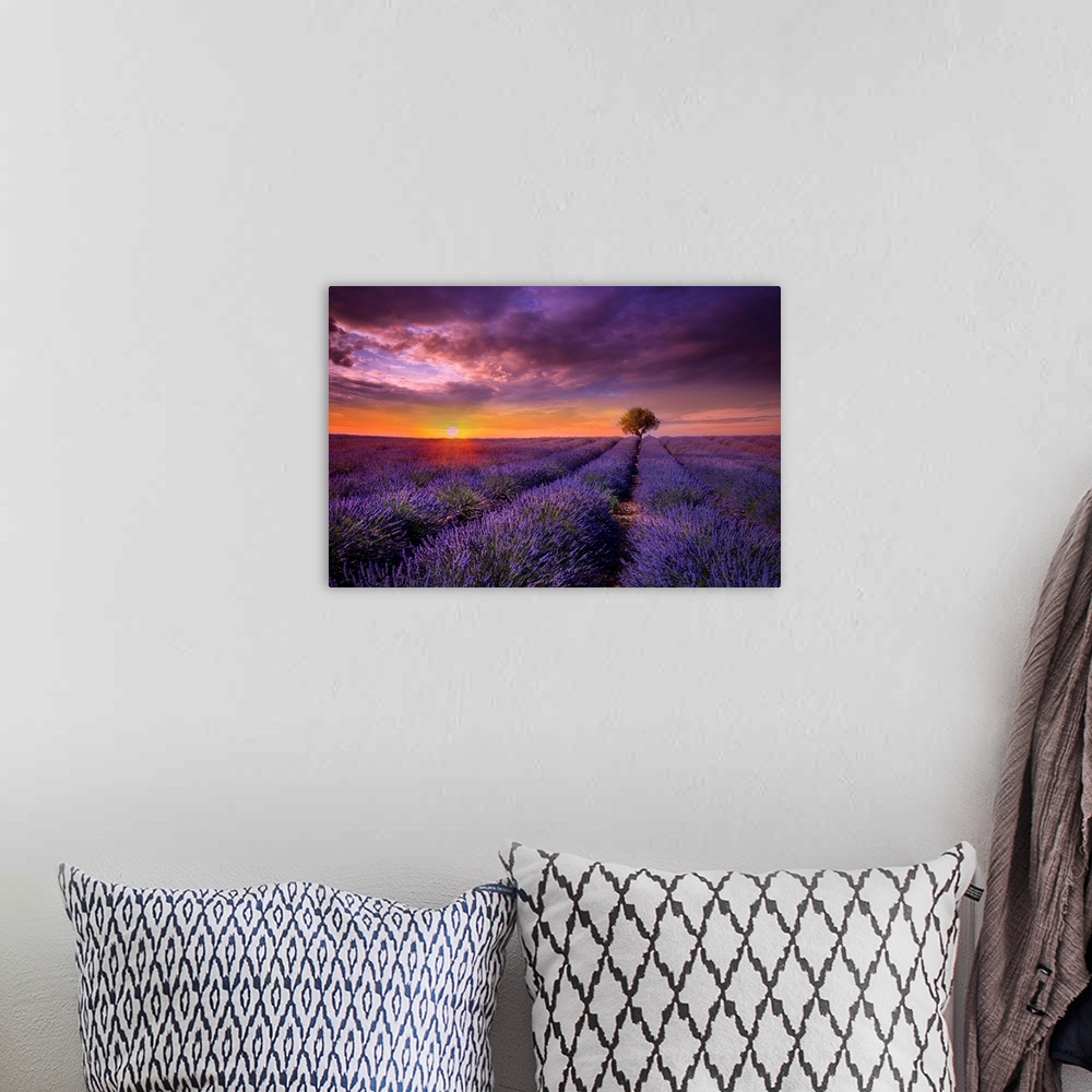 A bohemian room featuring Photograph of lavender fields at sunset with a lone tree standing guard in the distance.