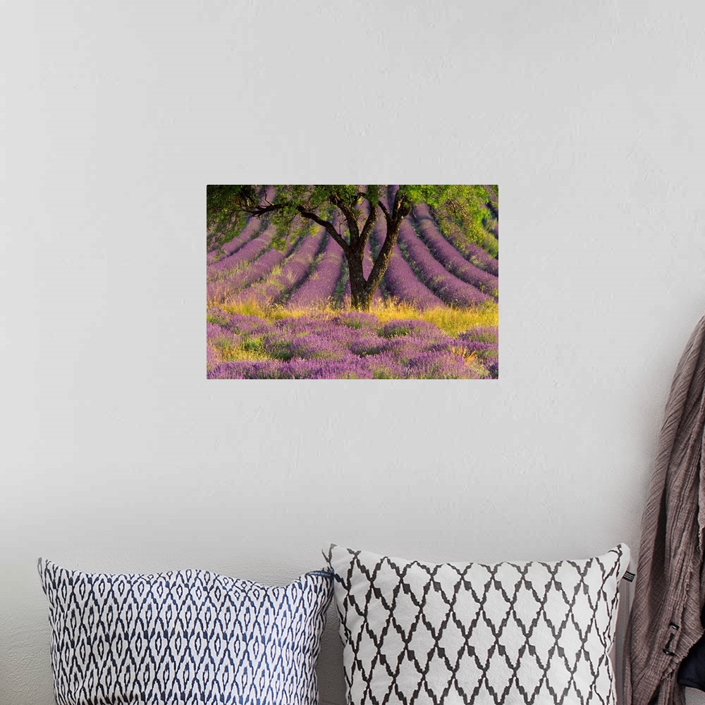 A bohemian room featuring Landscape photograph of a single tree surrounded by a field with rows of lavender, in the Sault r...