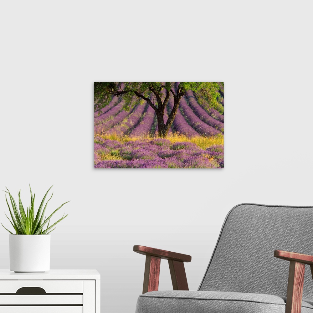 A modern room featuring Landscape photograph of a single tree surrounded by a field with rows of lavender, in the Sault r...