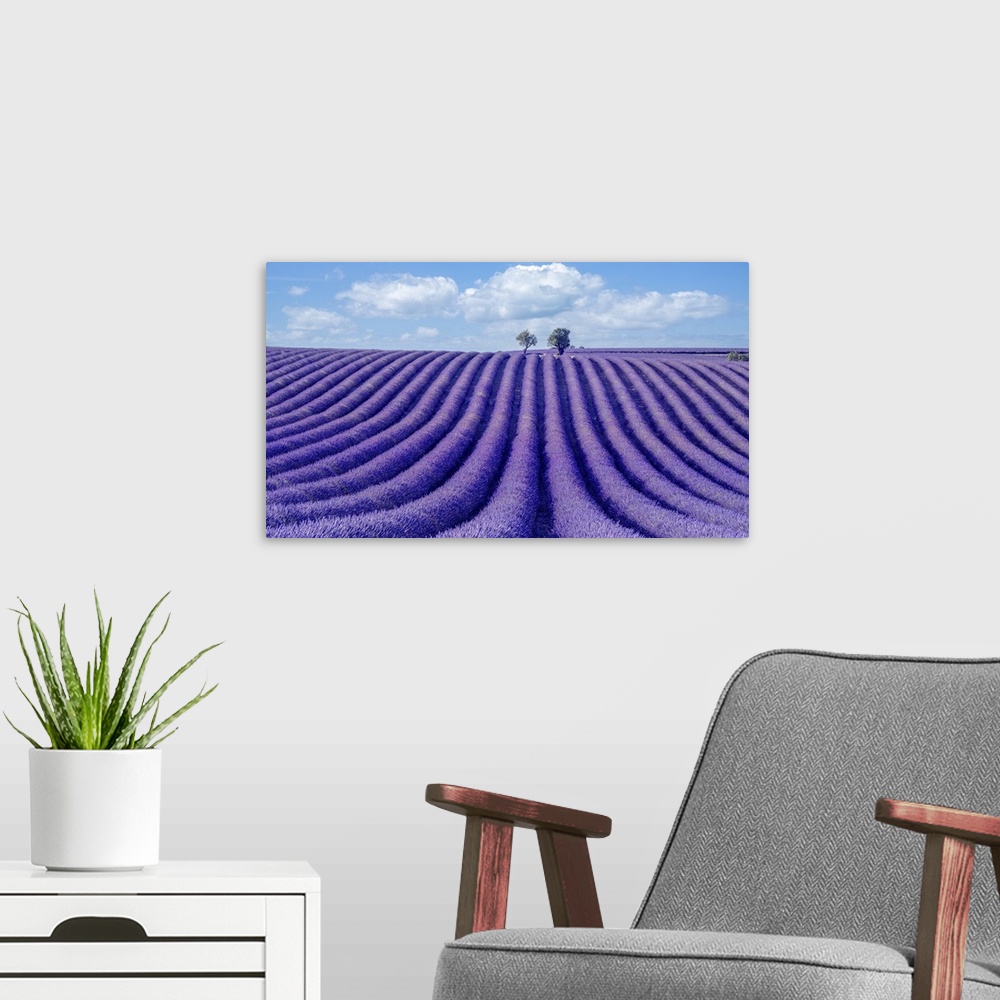 A modern room featuring This is a wonderful lavender field scented with an intense purple color.