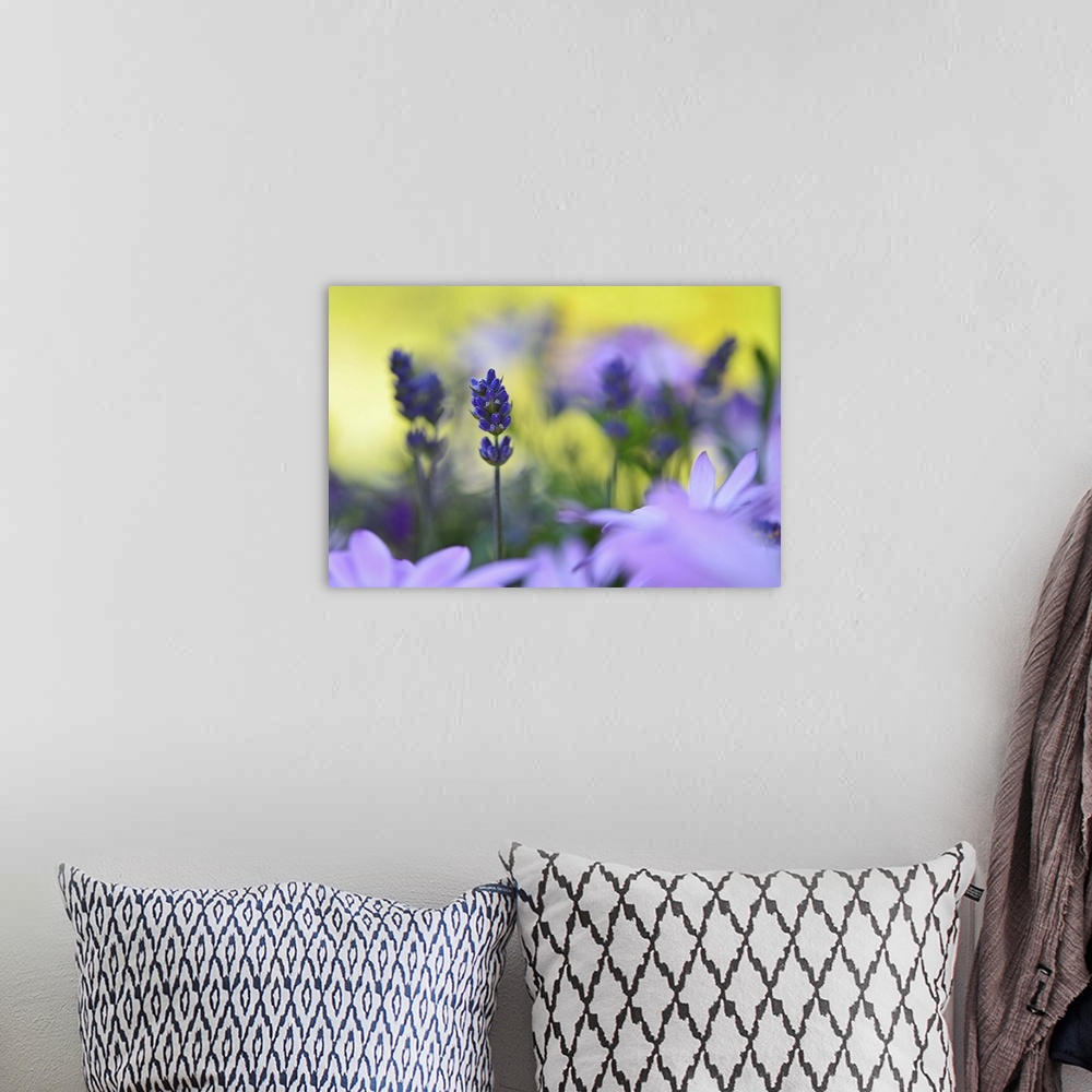 A bohemian room featuring A macro photograph of purple flower surrounded by light purple flowers.