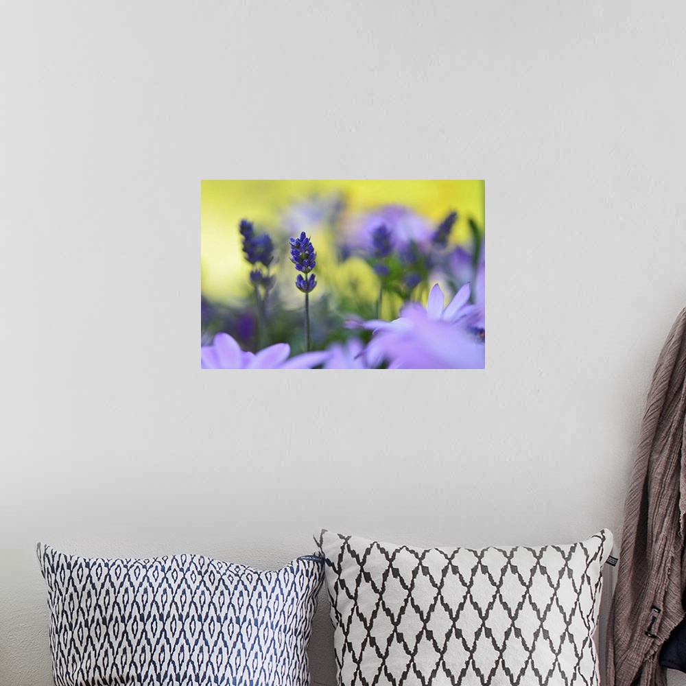 A bohemian room featuring A macro photograph of purple flower surrounded by light purple flowers.