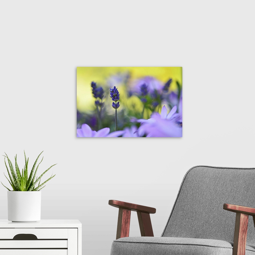 A modern room featuring A macro photograph of purple flower surrounded by light purple flowers.
