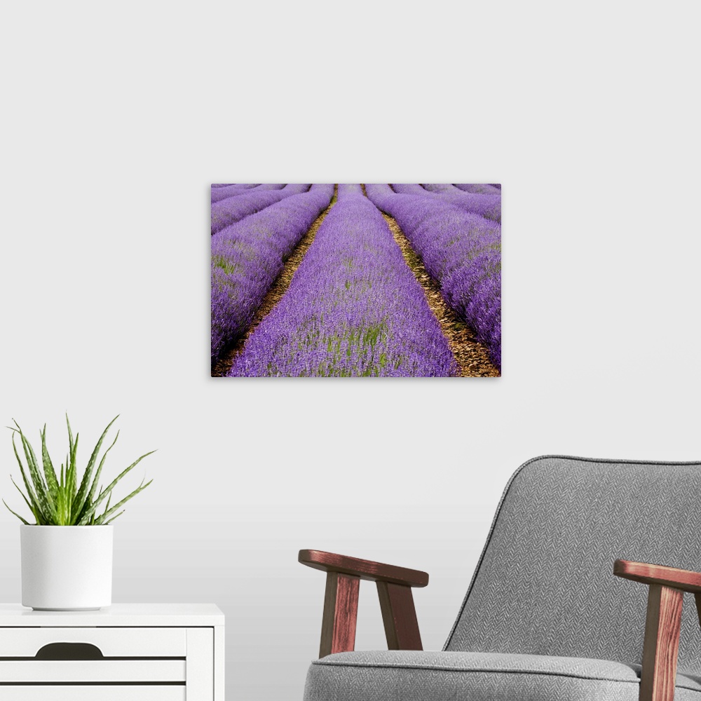 A modern room featuring Large photo on canvas of lavender flowers grown in lines in a big field.
