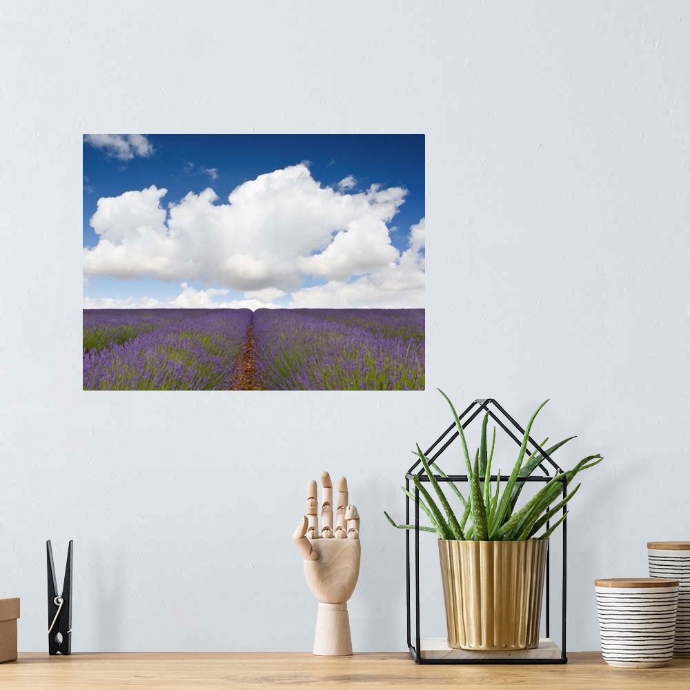 A bohemian room featuring A landscape of fields of lavender blooming with purple flowers beneath a blue sky and fluffy whit...
