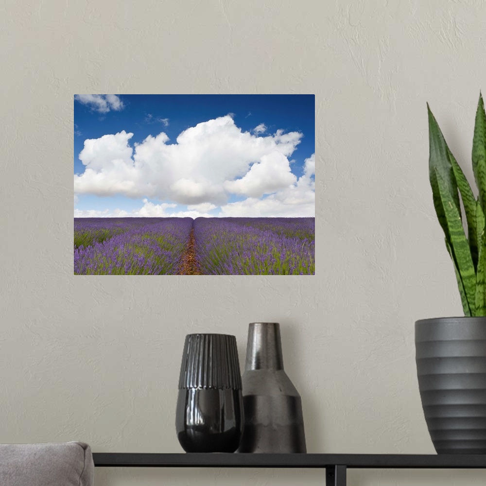 A modern room featuring A landscape of fields of lavender blooming with purple flowers beneath a blue sky and fluffy whit...