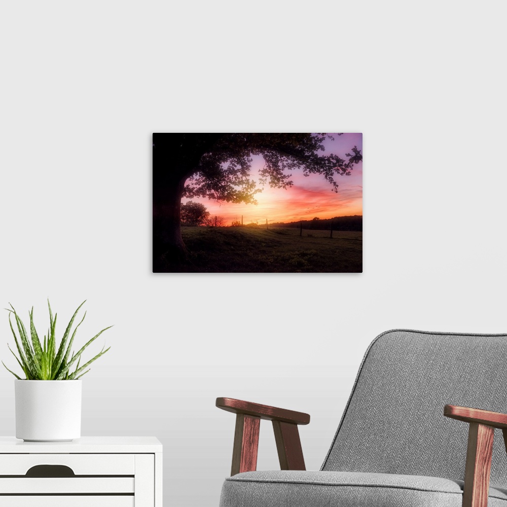 A modern room featuring Sunset behind a large tree over a rural field with a small flock of birds in the sky.