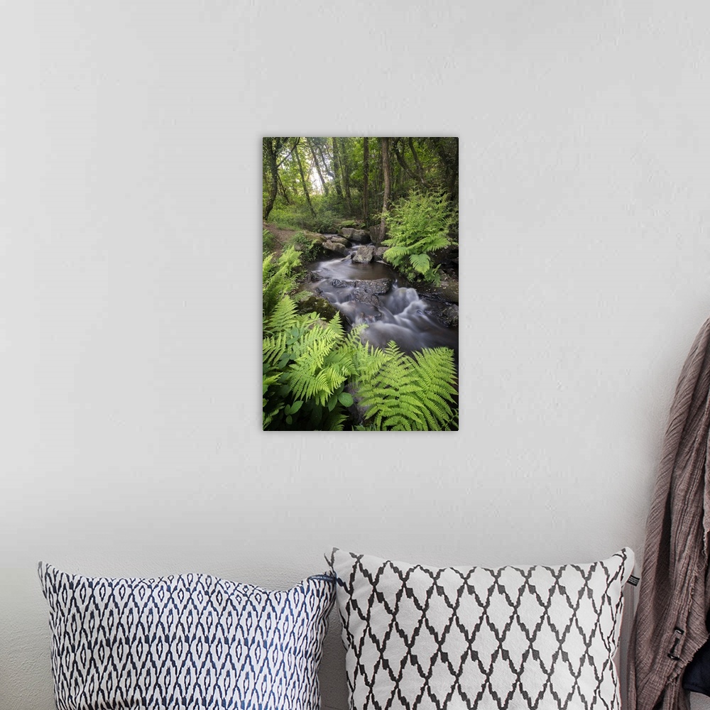 A bohemian room featuring A creek in a forest surrounded by ferns.