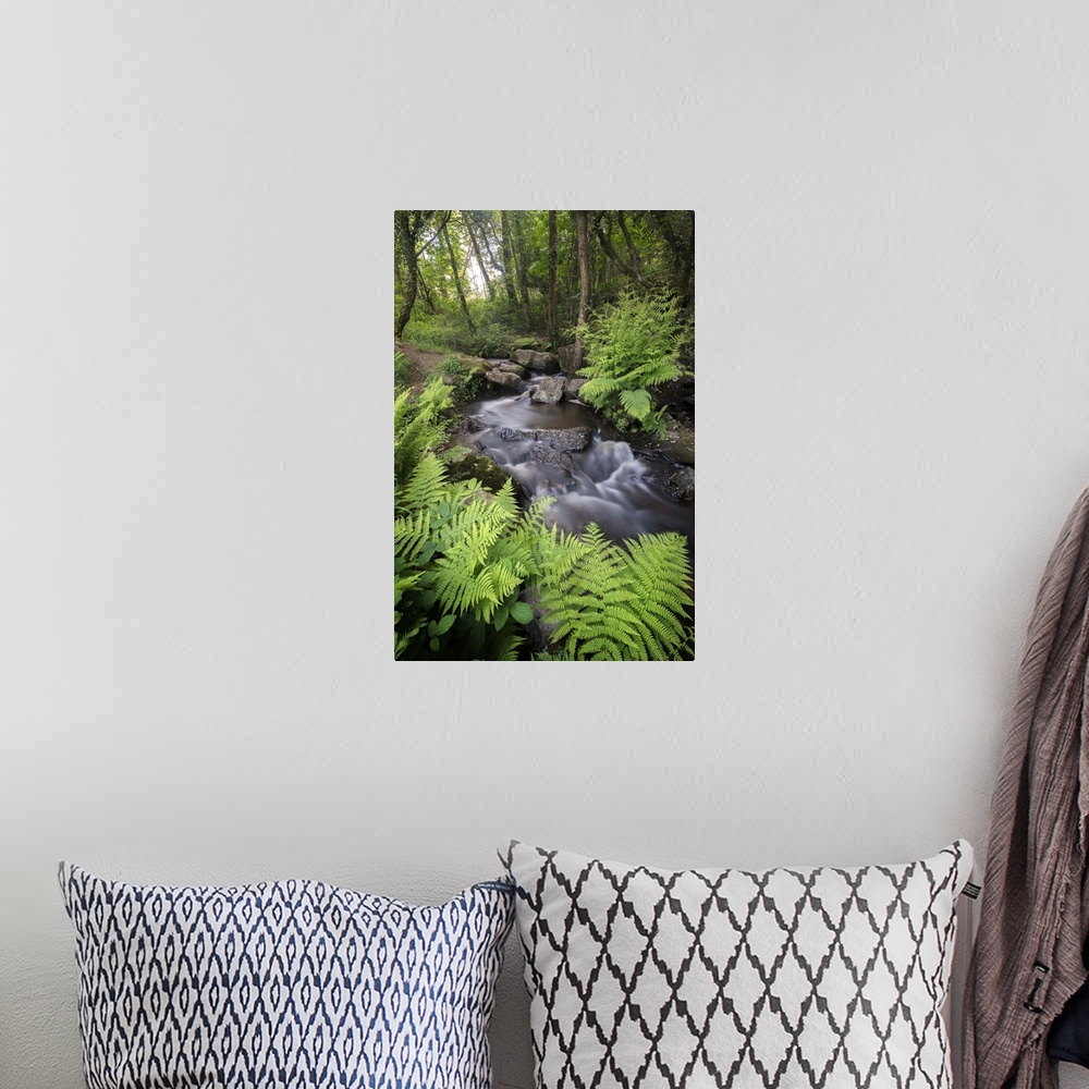 A bohemian room featuring A creek in a forest surrounded by ferns.