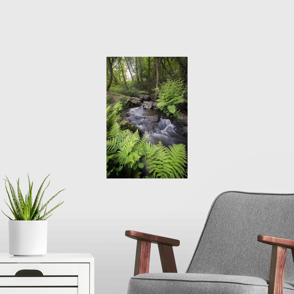 A modern room featuring A creek in a forest surrounded by ferns.