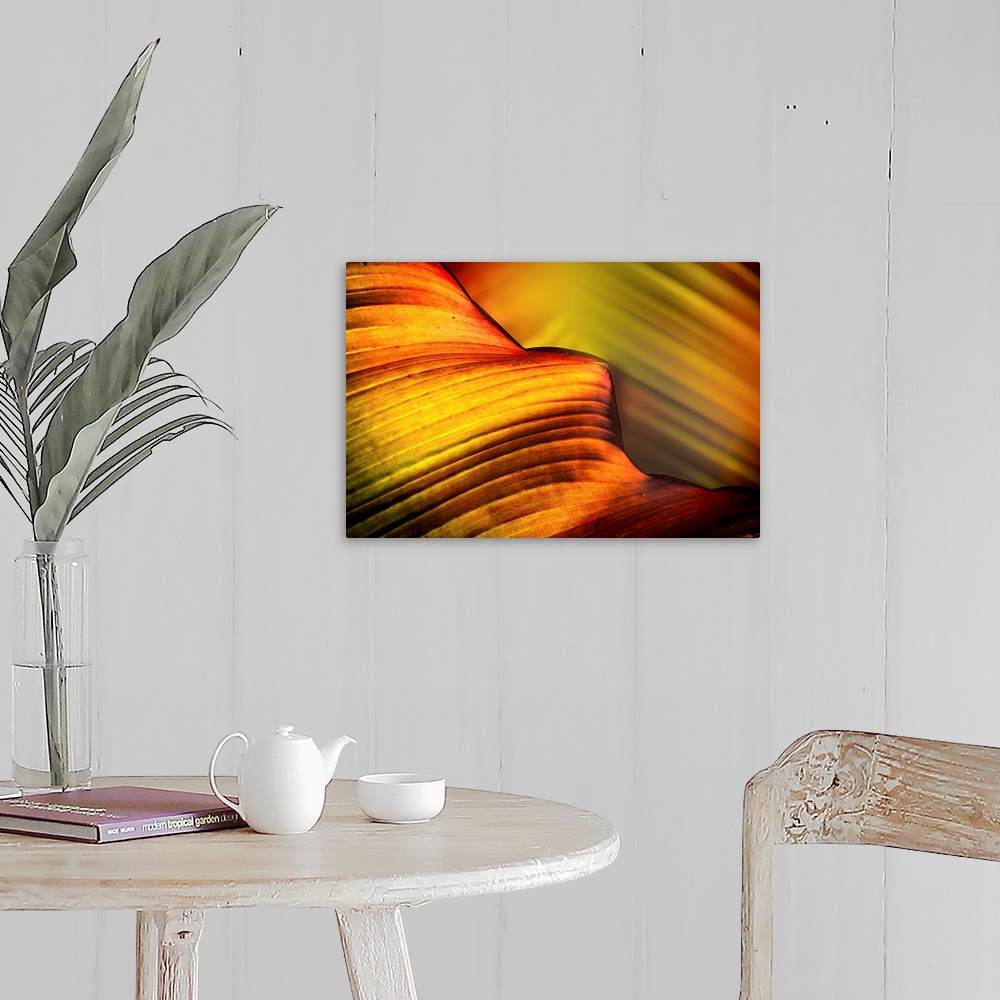 A farmhouse room featuring A very closely taken photograph of a leaf where you can see the ridges.