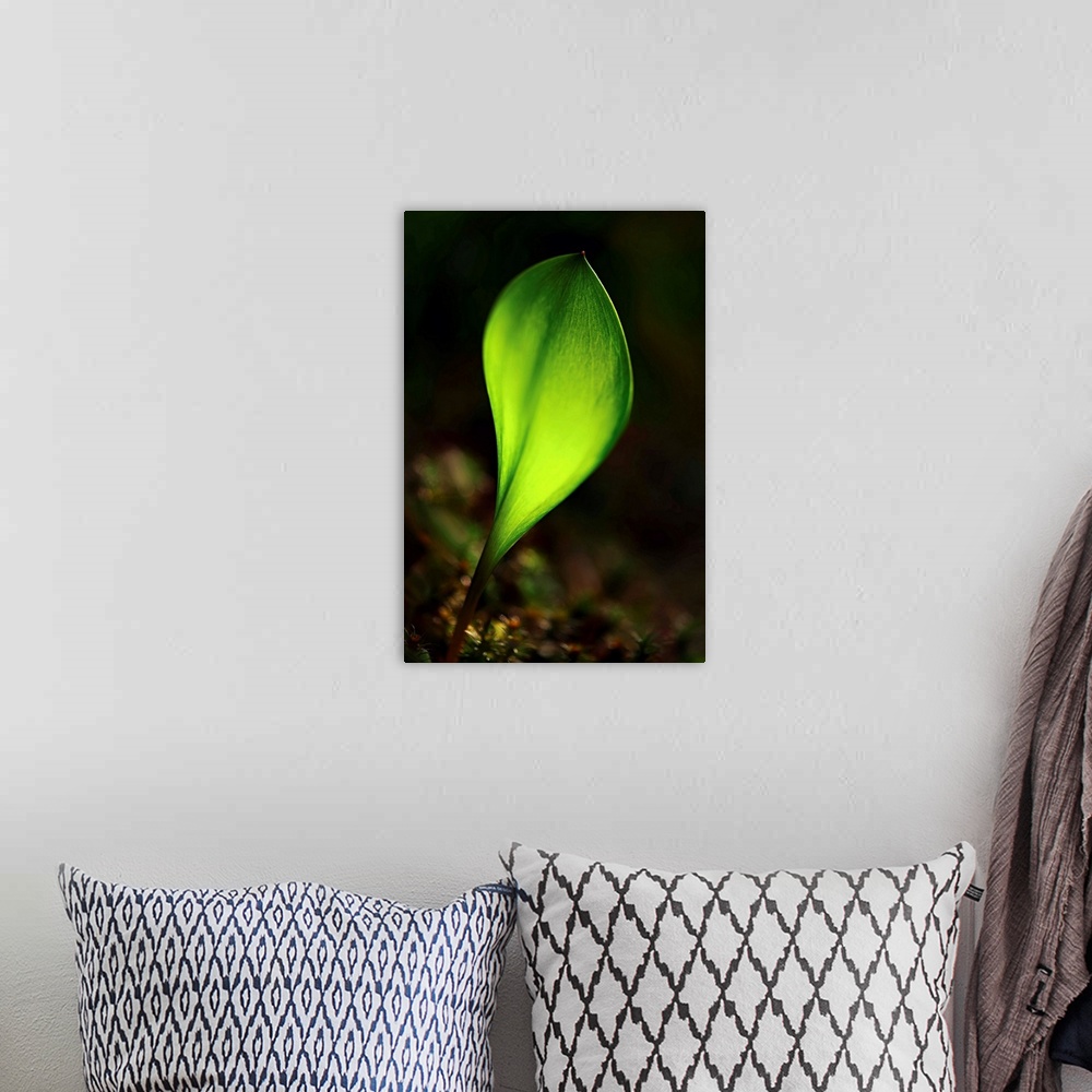 A bohemian room featuring Macro photograph of a bright green leaf sprouting.