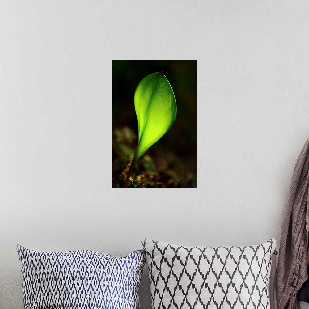 A bohemian room featuring Macro photograph of a bright green leaf sprouting.