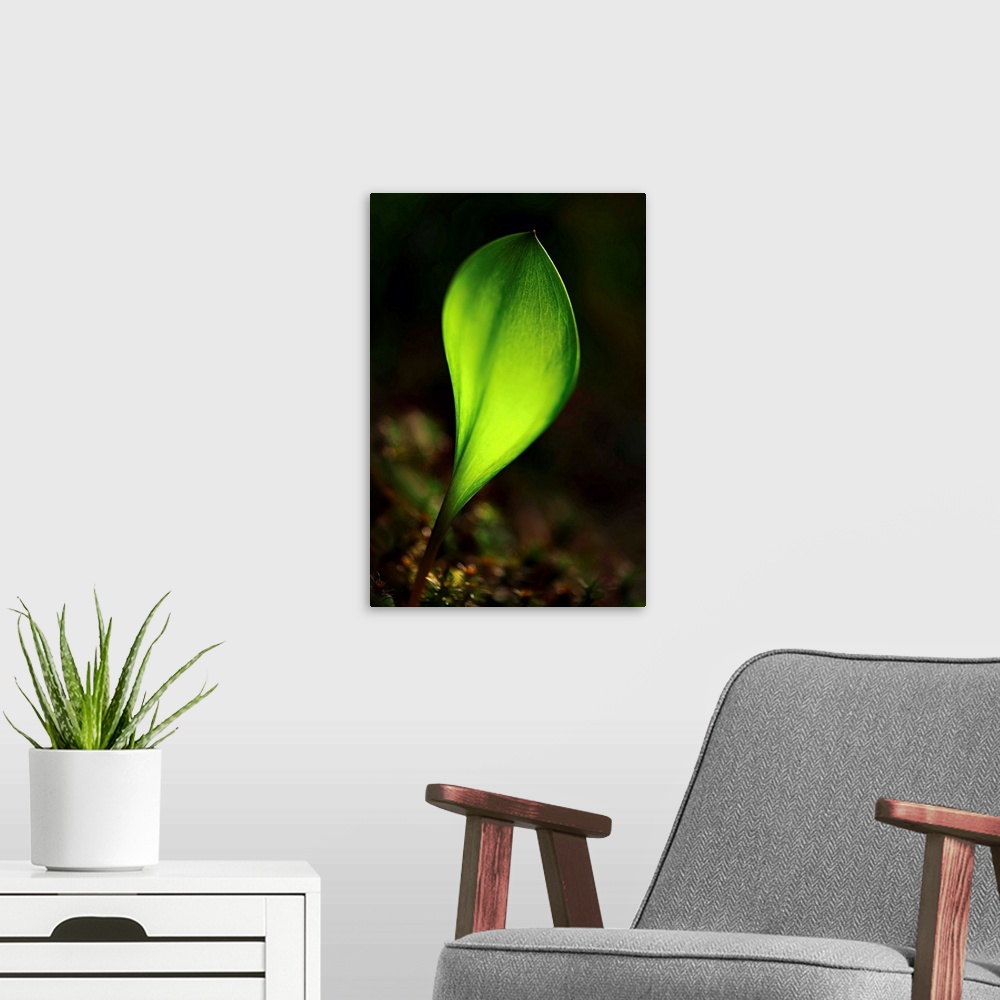 A modern room featuring Macro photograph of a bright green leaf sprouting.