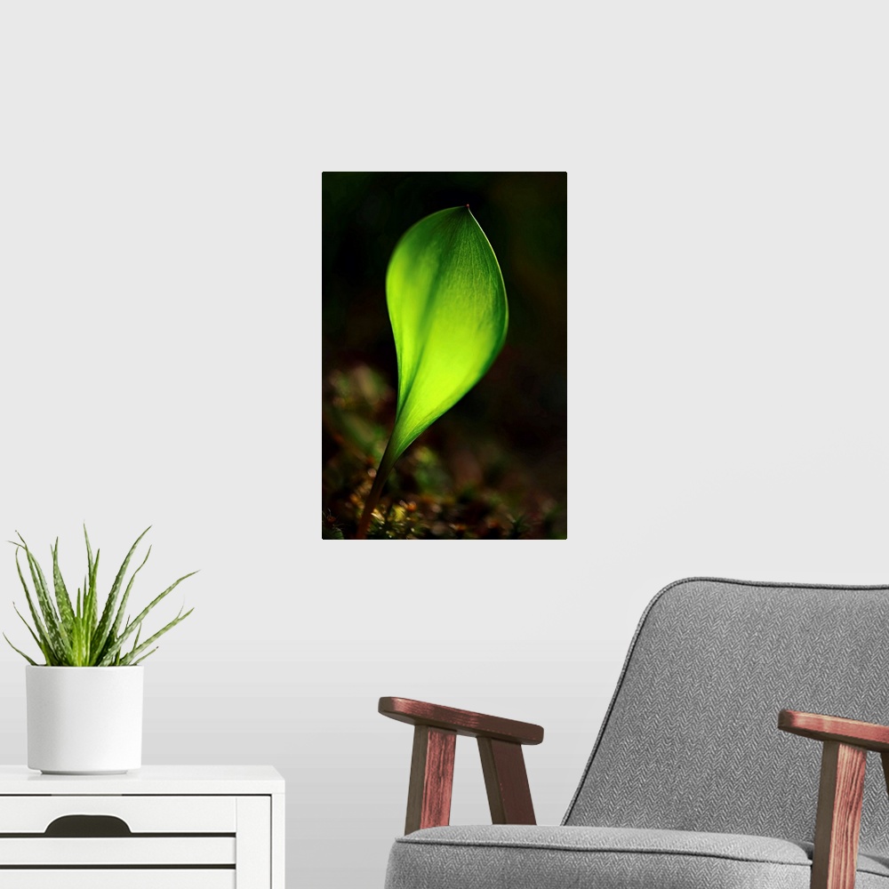 A modern room featuring Macro photograph of a bright green leaf sprouting.