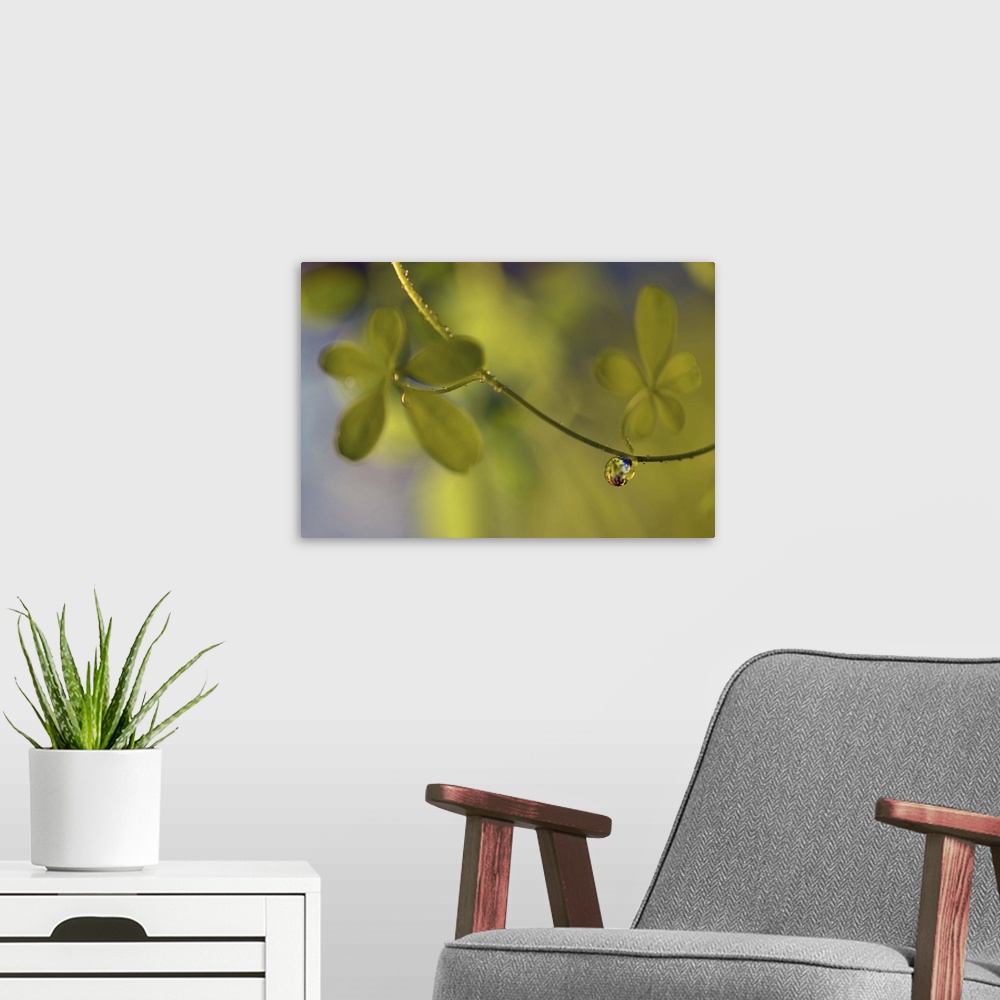 A modern room featuring A macro photograph of a water droplet hanging from a thin vine.