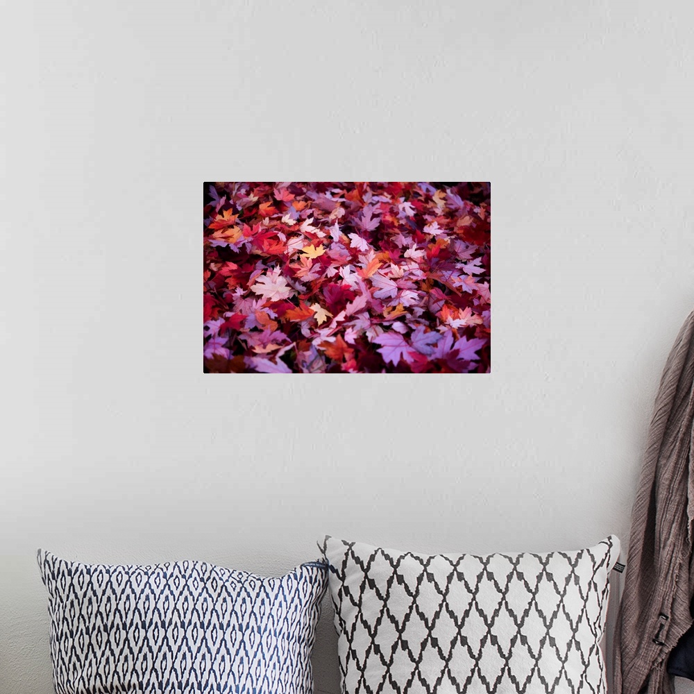 A bohemian room featuring Forest floor covered in purple and red leaves in the fall.